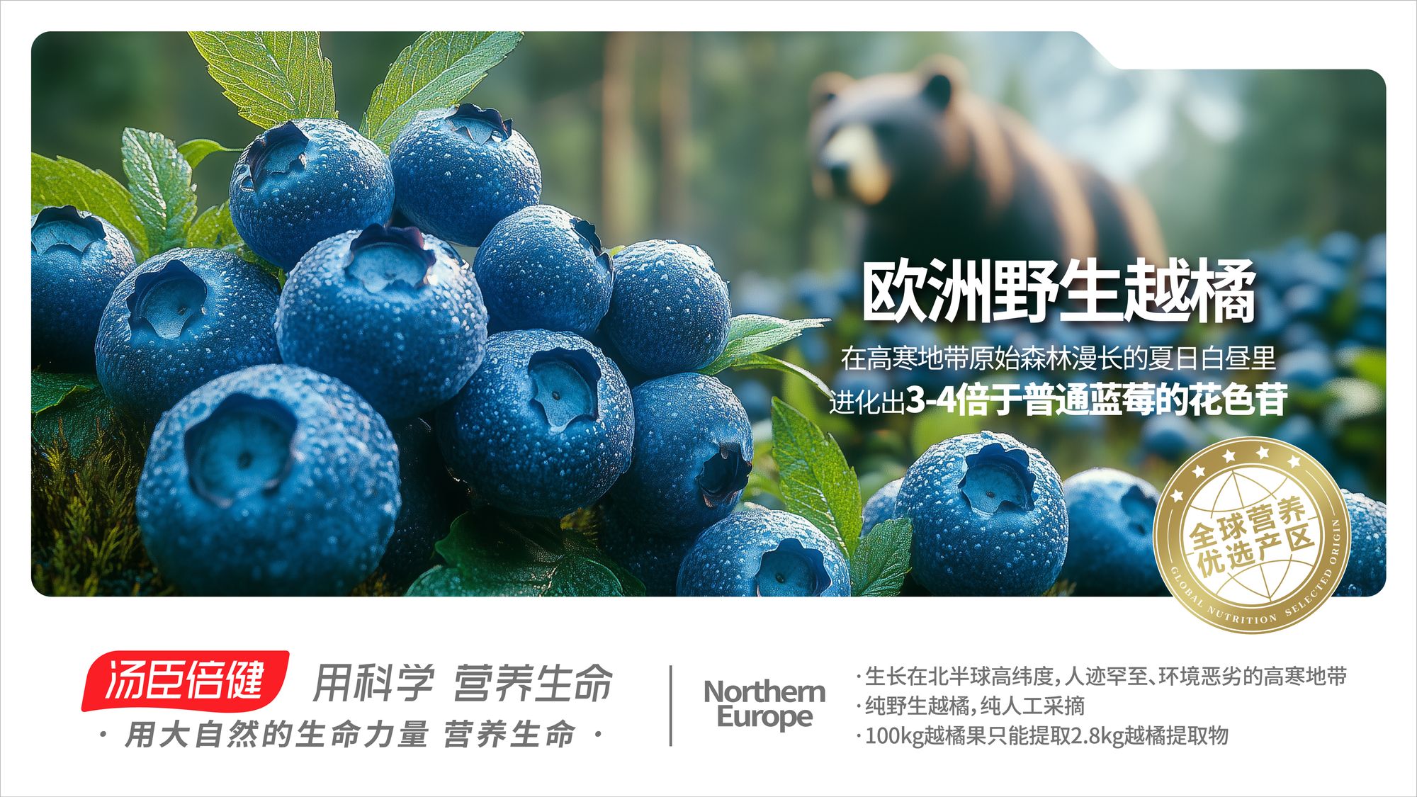 Northern Europe Wild Bilberry​