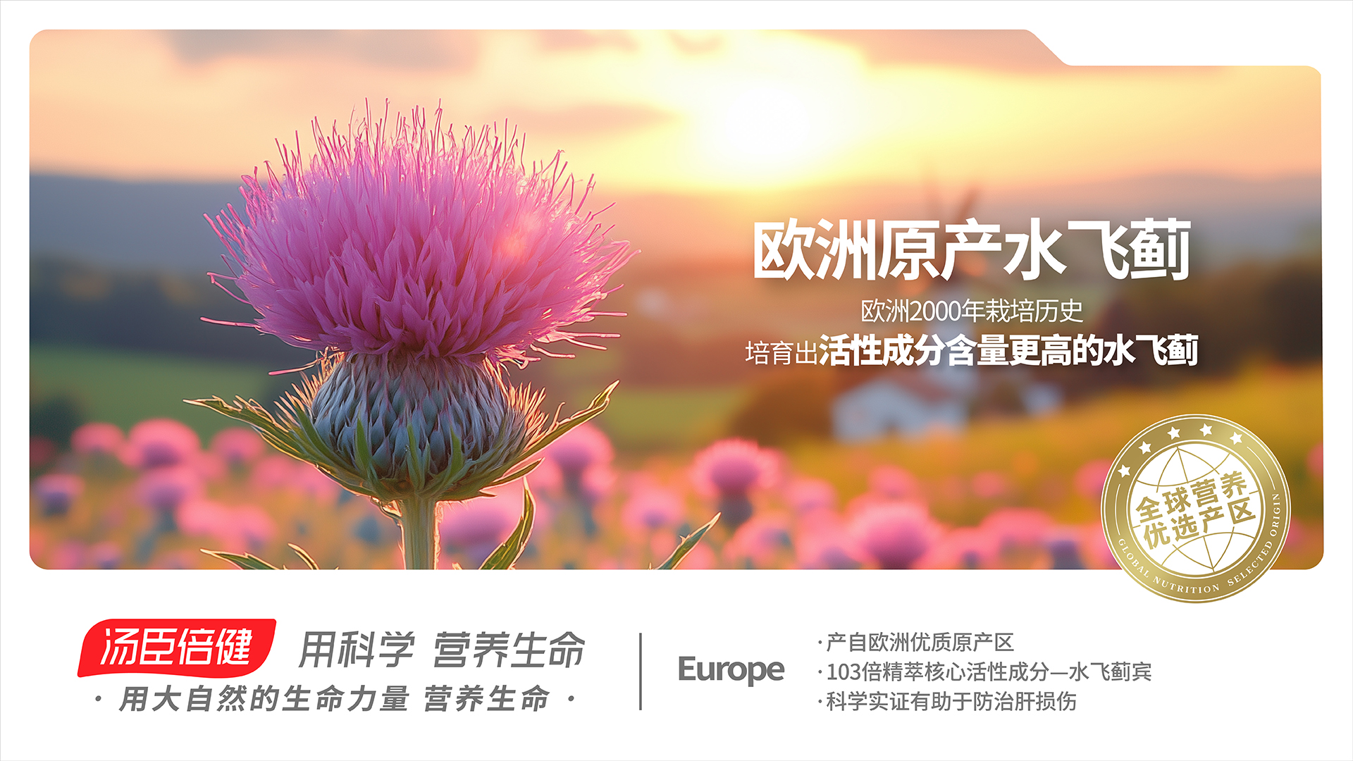 Europe Silybum marianum