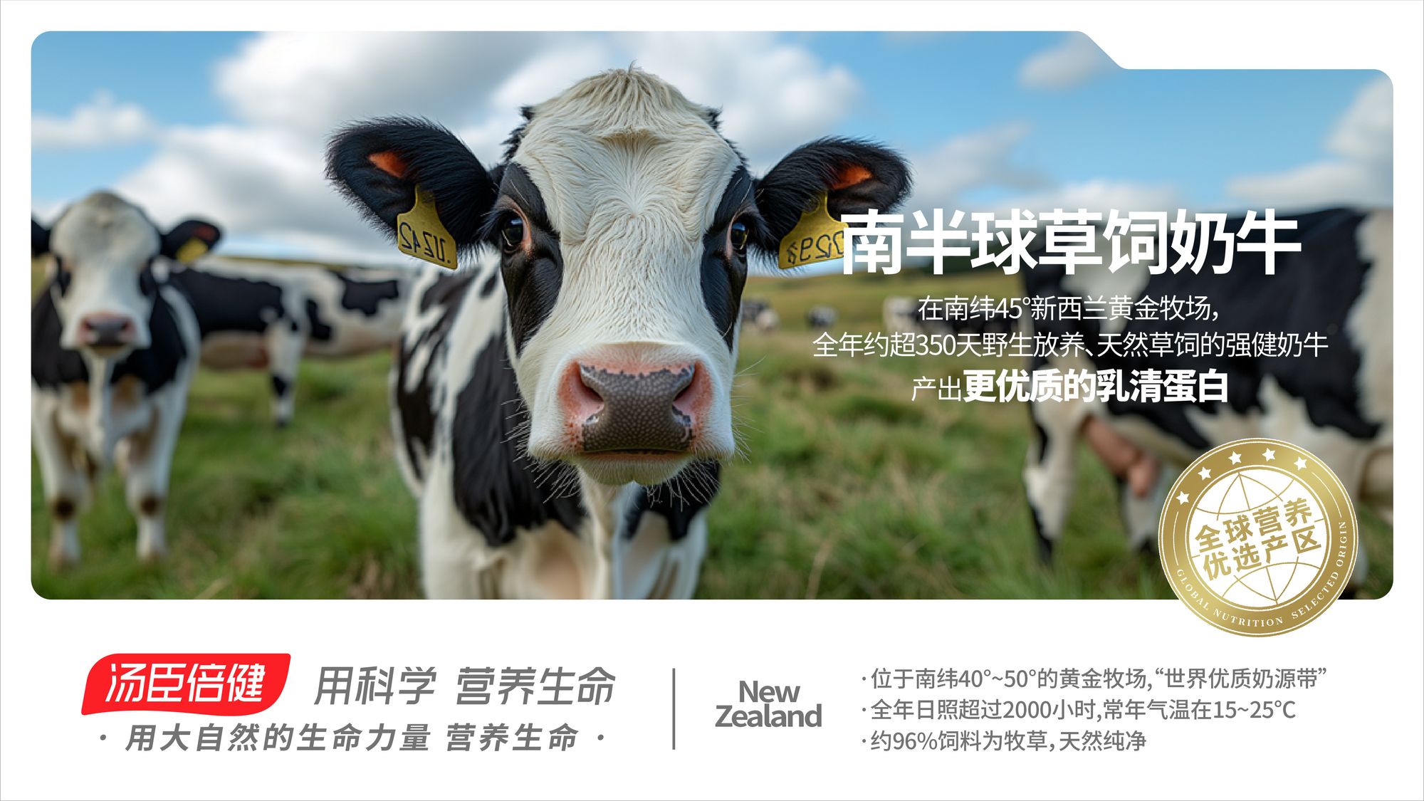 New Zealand Grass-Fed Cows