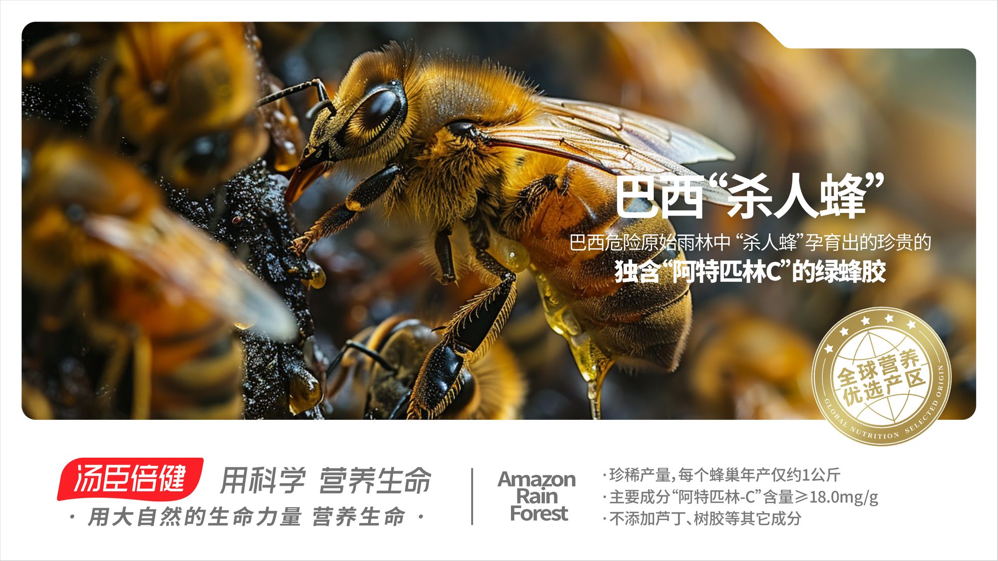 Amazon Rain Forest Killer Bee