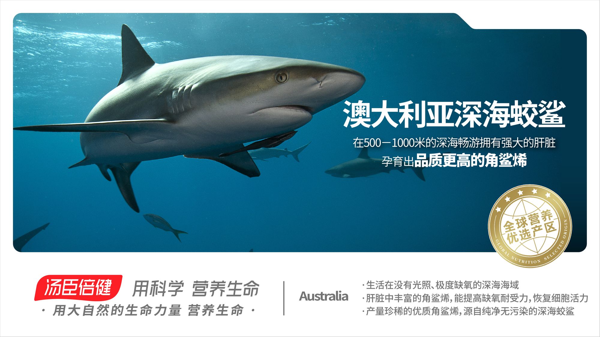 Australia Deep-Sea Mako Shark