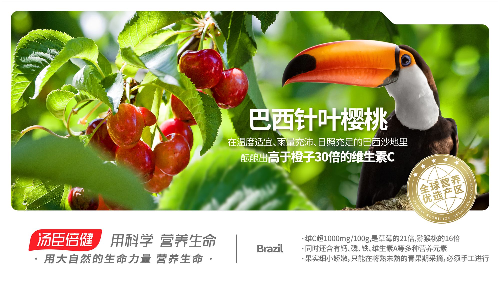 Brazil Acerola cherry
