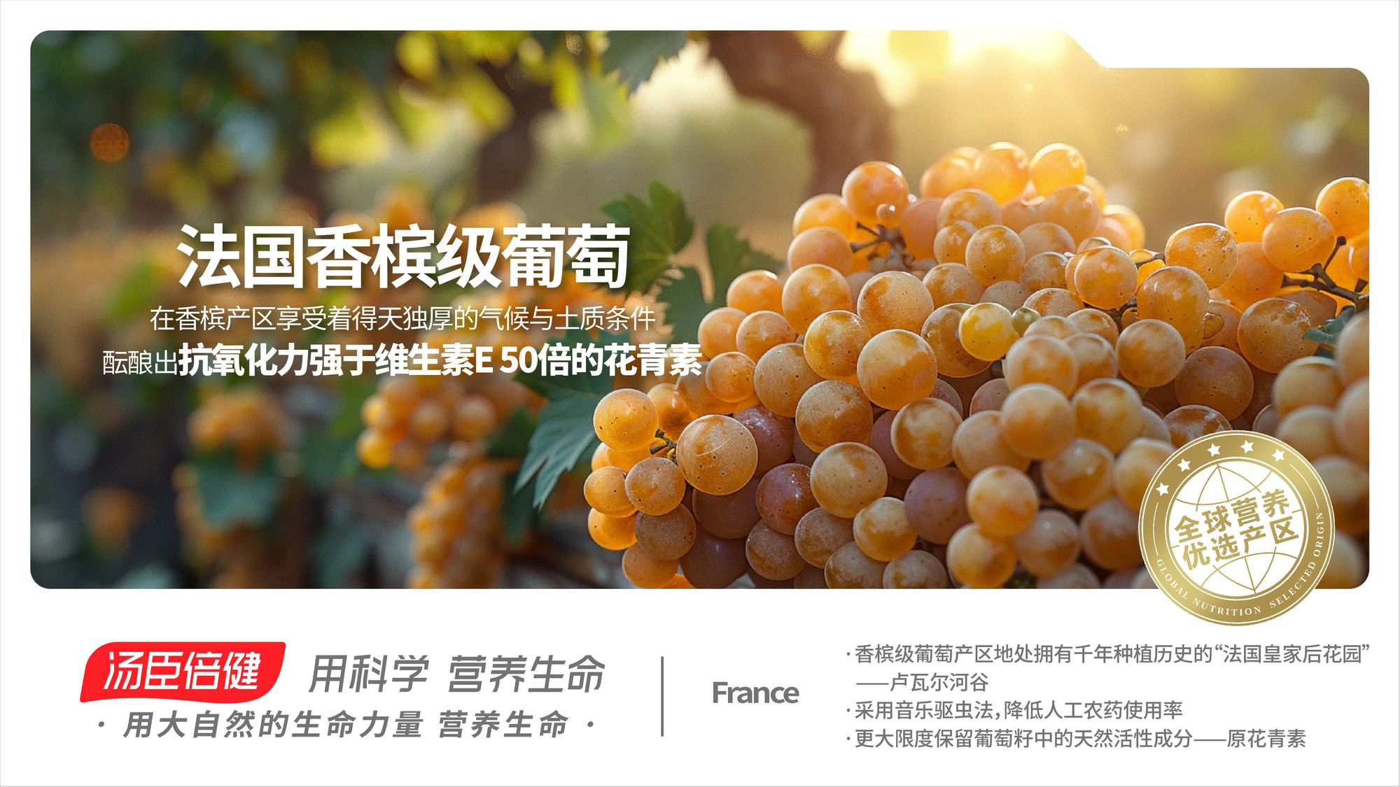 France Champagne-Grade Grapes