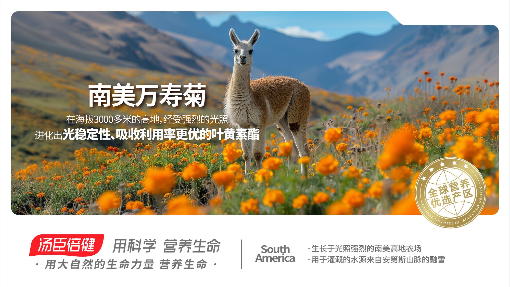 South America Marigold